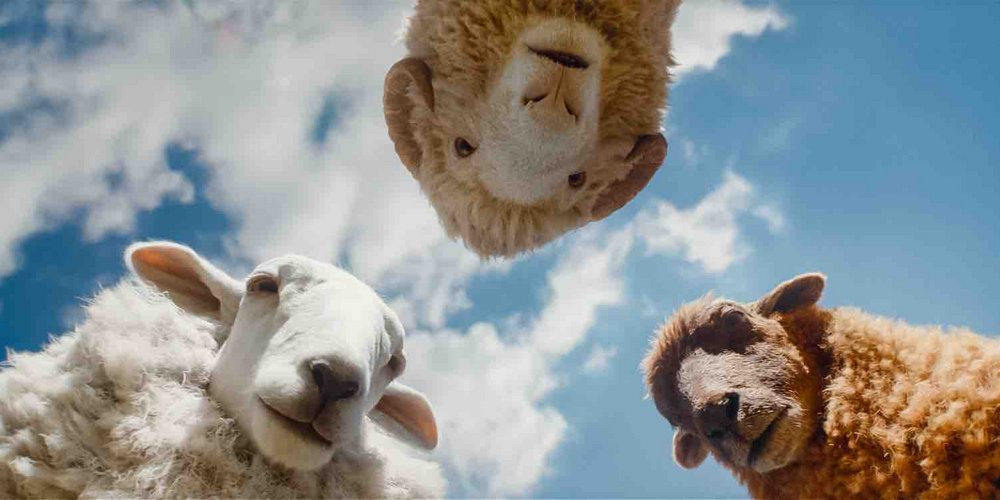 Glennkill: Ein Schafskrimi – Szenenbild 2, Sommernachtskino Kirchheim-Teck 2026